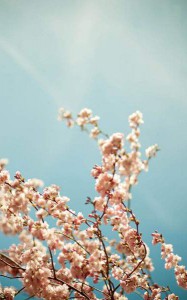 wallpaper-sakura-photo-03